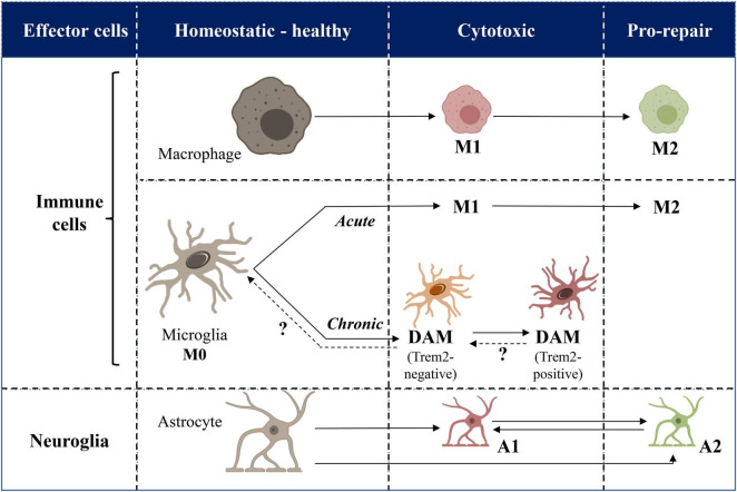 A figure from Neuroinflammation: A Possible Link Between Chronic Vascular Disorders and Neurodegenerative Diseases