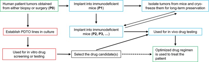 A figure from The promises and challenges of patient‐derived tumor organoids in drug development and precision oncology GRANAT et al.