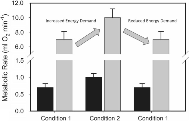 A figure from Evidence for a maintenance cost for birds maintaining highly flexible basal, but not summit, metabolic rates