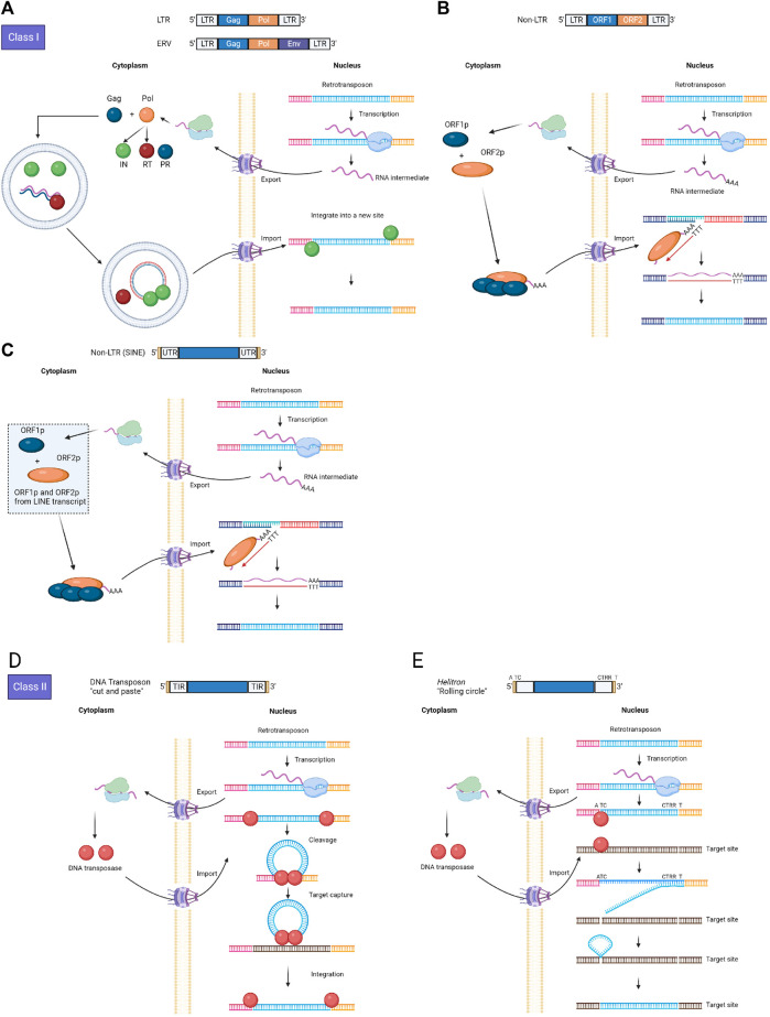 A figure from Advances in transposable elements: from mechanisms to applications in mammalian genomics Han et al. 10.3389/fgene.2023.1290146