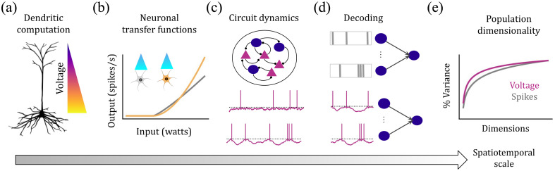 A figure from Voltage imaging as a window into neural computation