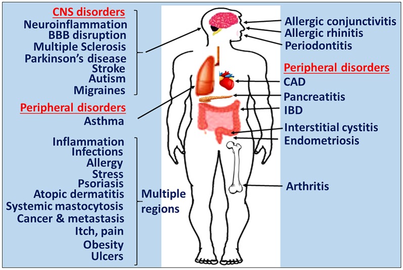 A figure from Brain and Peripheral Atypical Inflammatory Mediators Potentiate Neuroinflammation and Neurodegeneration