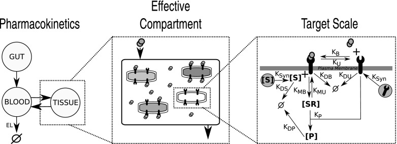 A figure from Model reduction in mathematical pharmacology Integration, reduction and linking of PBPK and systems biology models