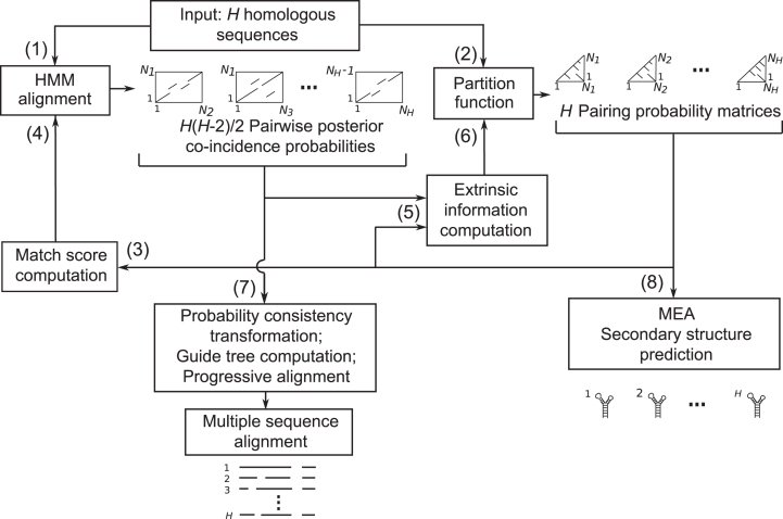 A figure from TurboFold II: RNA structural alignment and secondary structure prediction informed by multiple homologs