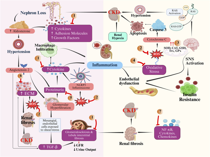 A figure from A comprehensive review on indigenous therapeutic approaches in kidney care using Ayush medicine Niharika et al. 10.3389/fphar.2025.1588424