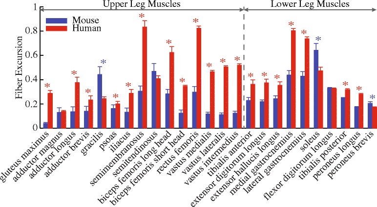 A figure from Are mice good models for human neuromuscular disease? Comparing muscle excursions in walking between mice and humans