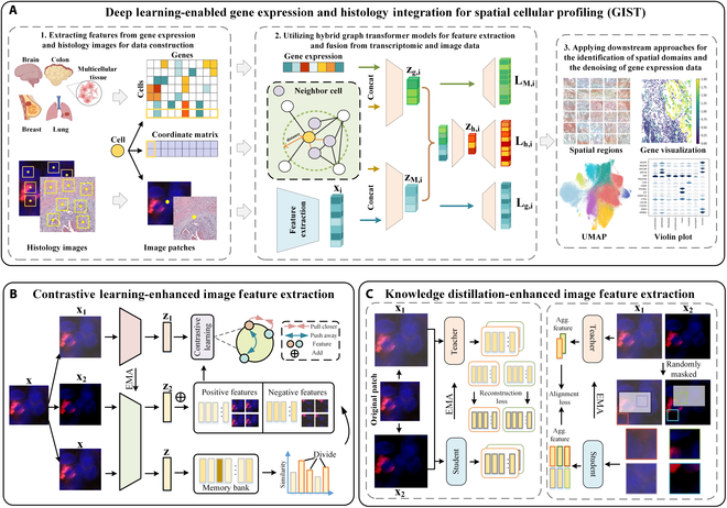 A figure from Deep Learning-Enabled Integration of Histology and Transcriptomics for Tissue Spatial Profile Analysis