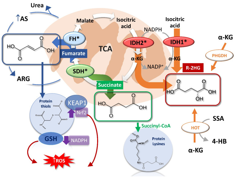 A figure from From Metabolism to Genetics and Vice Versa: The Rising Role of Oncometabolites in Cancer Development and Therapy