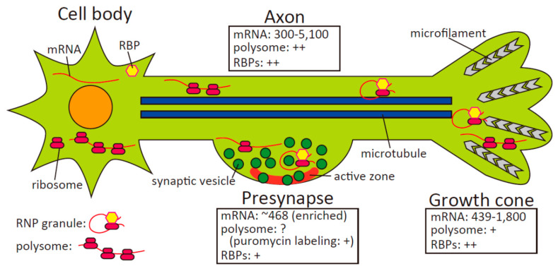 A figure from Local Translation in Growth Cones and Presynapses, Two Axonal Compartments for Local Neuronal Functions