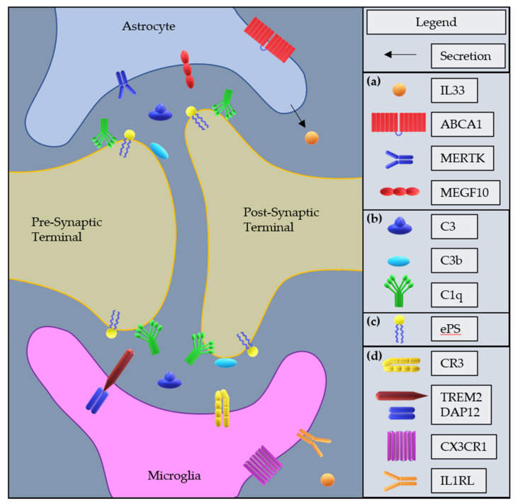 A figure from Aberrant Synaptic Pruning in CNS Diseases: A Critical Player in HIV-Associated Neurological Dysfunction?