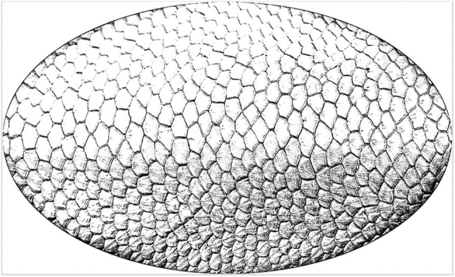 A figure from Individual recognition of Eurasian beavers ( <i> Castor fiber </i> ) by their tail patterns using a computer‐assisted pattern‐identification algorithm Dytkowicz et al.