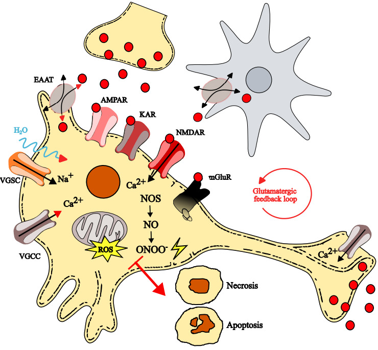 A figure from Interplay Among Synaptic Glutamate Release and Excitotoxicity: Neuronal Damage and Graphene-Based Materials Related Protection