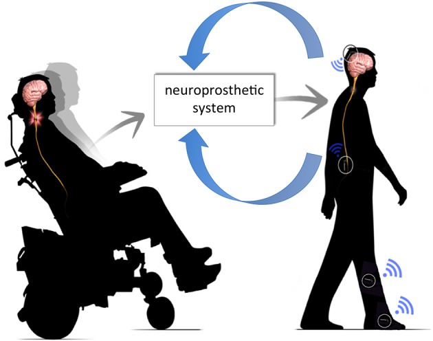 A figure from Restoration of motor function following spinal cord injury via optimal control of intraspinal microstimulation: toward a next generation closed-loop neural prosthesis