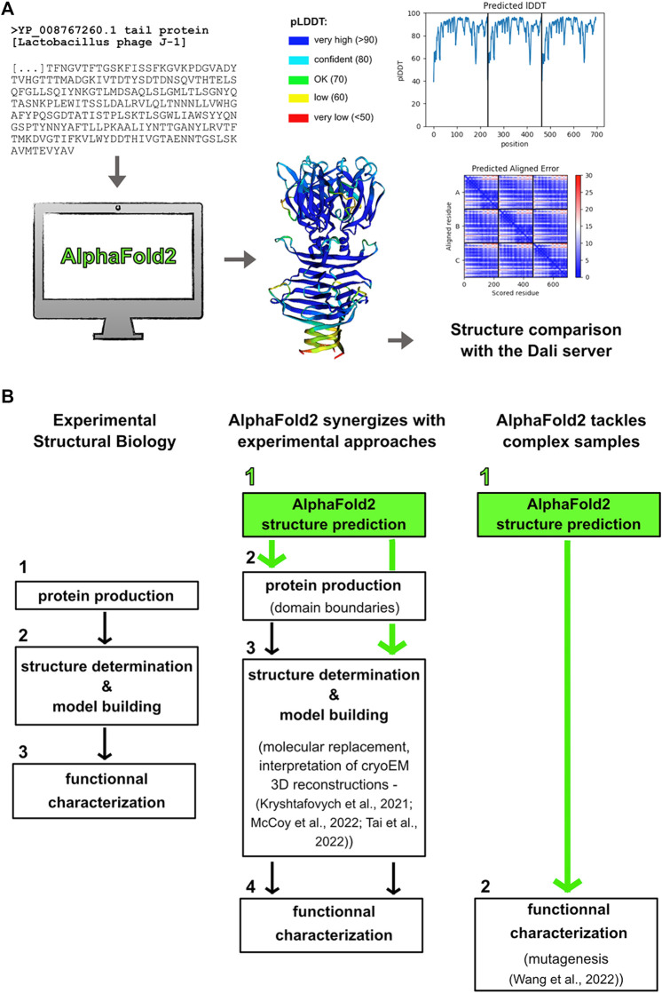 A figure from Present Impact of AlphaFold2 Revolution on Structural Biology, and an Illustration With the Structure Prediction of the Bacteriophage J-1 Host Adhesion Device Goulet and Cambillau AlphaFold2 and Bacteriophage Structural Biology
