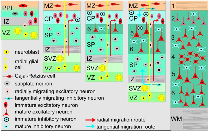 A figure from Spontaneous Neuronal Activity in Developing Neocortical Networks: From Single Cells to Large-Scale Interactions