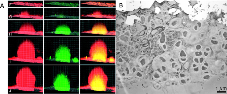 A figure from An astrobiological perspective on microbial biofilms: their importance for habitability and production of detectable and lasting biosignatures