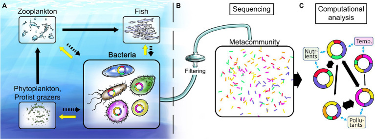 A figure from Functional responses of key marine bacteria to environmental change – toward genetic counselling for coastal waters