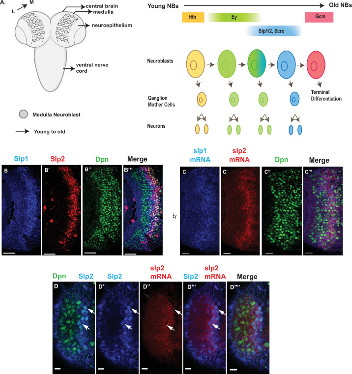 A figure from A Notch-dependent transcriptional mechanism controls expression of temporal patterning factors in <i> Drosophila </i> medulla