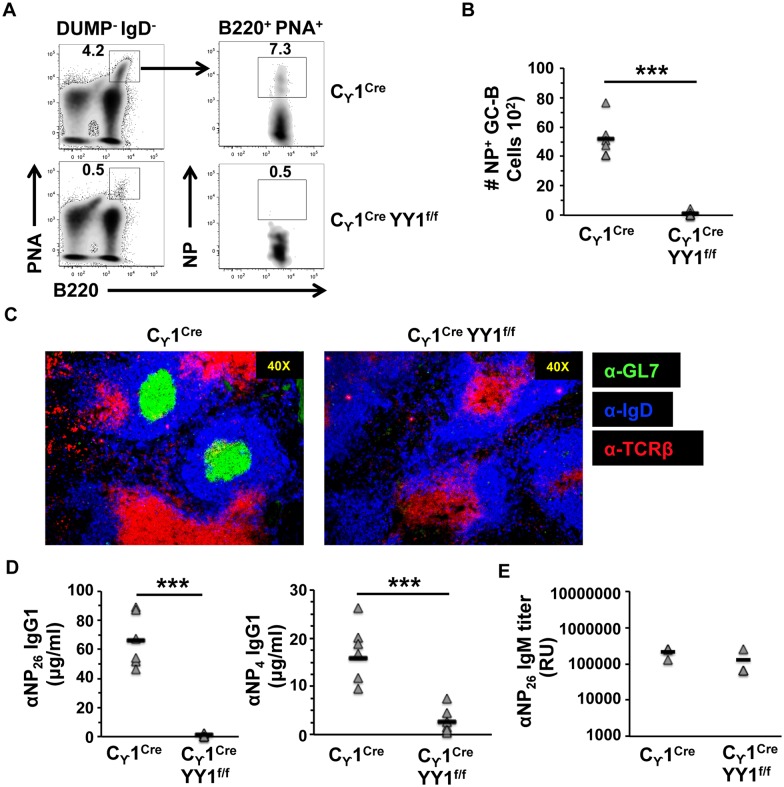 A figure from YY1 Is Required for Germinal Center B Cell Development YY1 Controls Germinal Centers