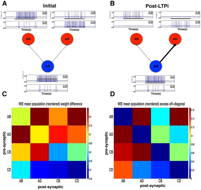 A figure from Synaptic Plasticity and Connectivity Requirements to Produce Stimulus-Pair Specific Responses in Recurrent Networks of Spiking Neurons Learning Stimulus-Pair Responses