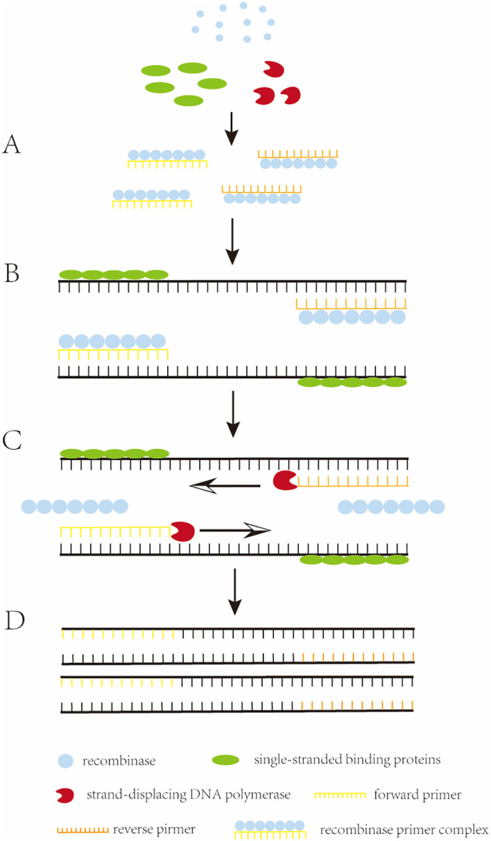 A figure from Application of recombinase polymerase amplification with lateral flow assay to pathogen point-of-care diagnosis
