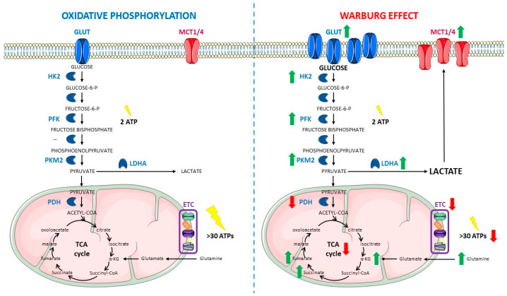A figure from Succinate-Directed Approaches for Warburg Effect-Targeted Cancer Management, an Alternative to Current Treatments?