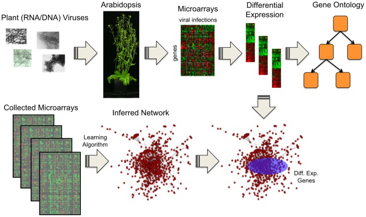 A figure from A Meta-Analysis Reveals the Commonalities and Differences in <i> Arabidopsis thaliana </i> Response to Different Viral Pathogens <i> Arabidopsis </i> Virus Interactions