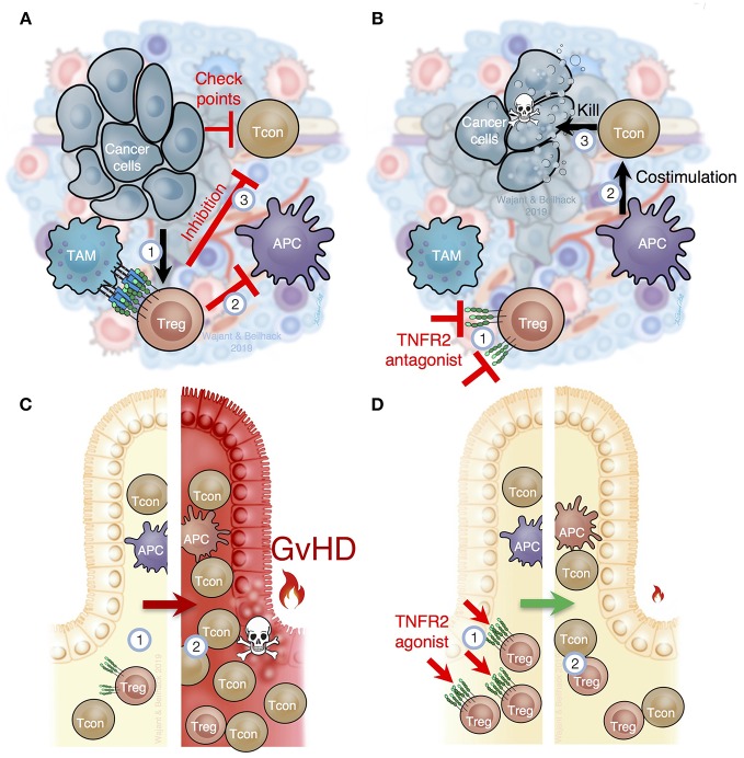 A figure from Targeting Regulatory T Cells by Addressing Tumor Necrosis Factor and Its Receptors in Allogeneic Hematopoietic Cell Transplantation and Cancer