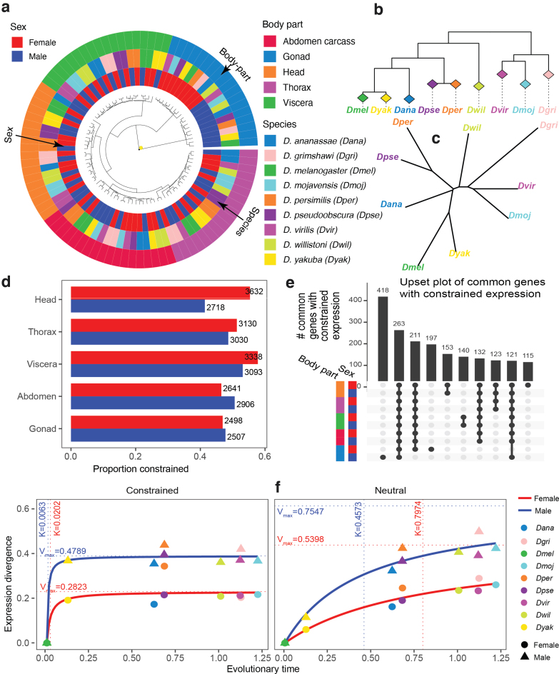 A figure from Stochastic Modeling of Gene Expression Evolution Uncovers Tissue- and Sex-Specific Properties of Expression Evolution in the <i> Drosophila </i> Genus PAL ET AL. GENE EXPRESSION EVOLUTION IN THE <i> DROSOPHILA </i> GENUS