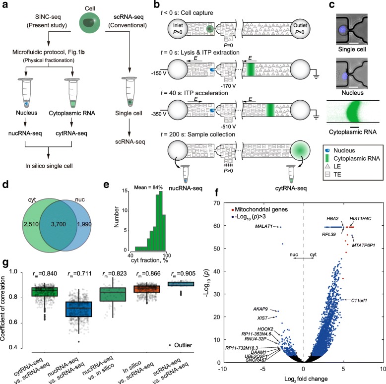 A figure from SINC-seq: correlation of transient gene expressions between nucleus and cytoplasm reflects single-cell physiology
