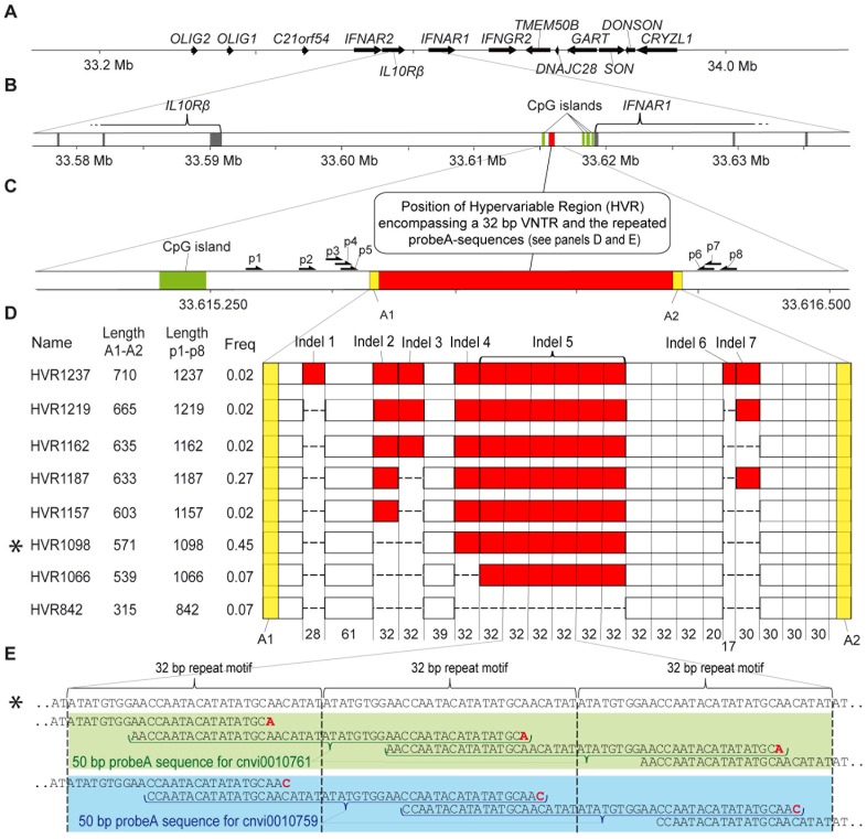 A figure from Post-Zygotic and Inter-Individual Structural Genetic Variation in a Presumptive Enhancer Element of the Locus between the <i> IL10Rβ </i> and <i> IFNAR1 </i> Genes Post-Zygotic Variation in a Presumptive Enhancer