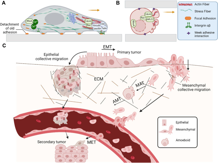 A figure from Plasticity in cell migration modes across development, physiology, and disease Pourjafar and Tiwari 10.3389/fcell.2024.1363361