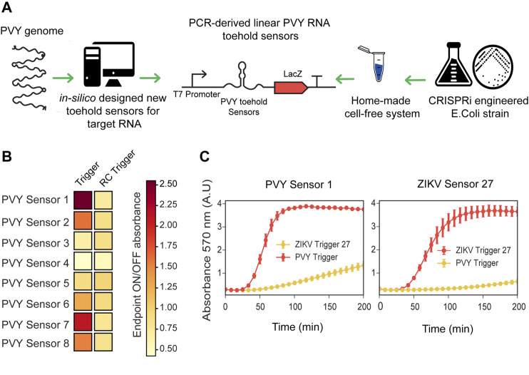A figure from Decentralizing Cell-Free RNA Sensing With the Use of Low-Cost Cell Extracts Arce et al. Decentralizing Cell-Free RNA Sensing