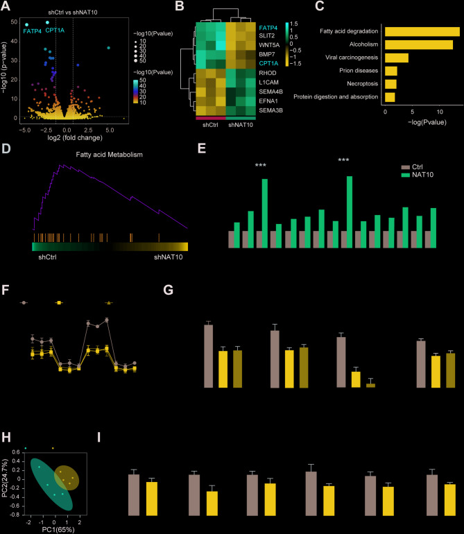 A figure from NAT10-mediated lipid metabolic reprogramming drives EGFR-TKI resistance in non-small cell lung cancer via ac4C-dependent mRNA stabilization
