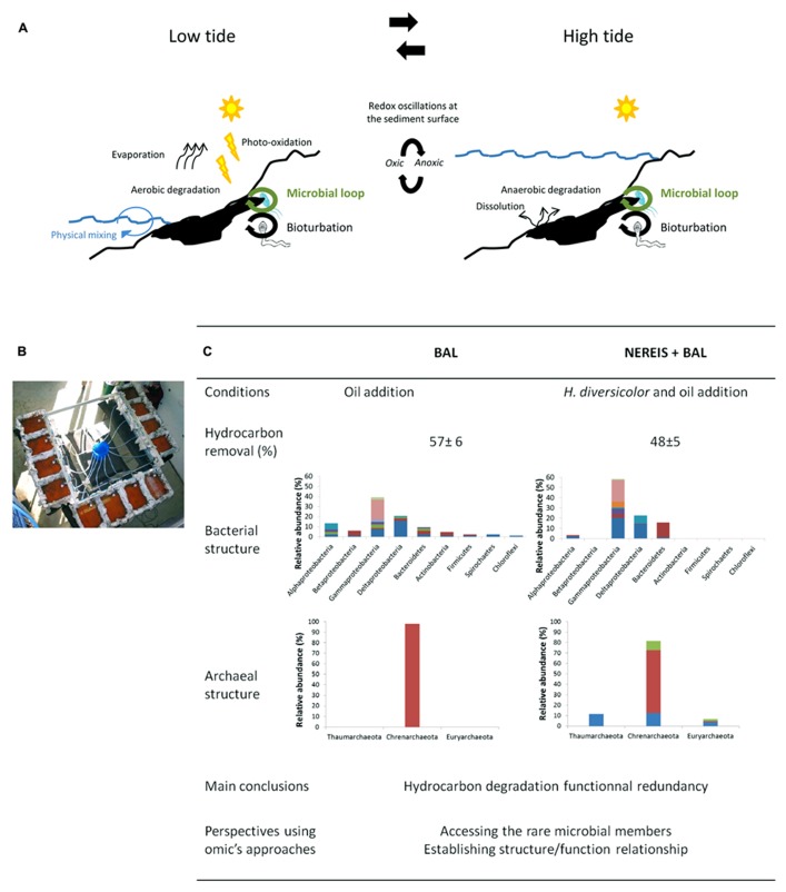 A figure from Marine coastal sediments microbial hydrocarbon degradation processes: contribution of experimental ecology in the omics’era