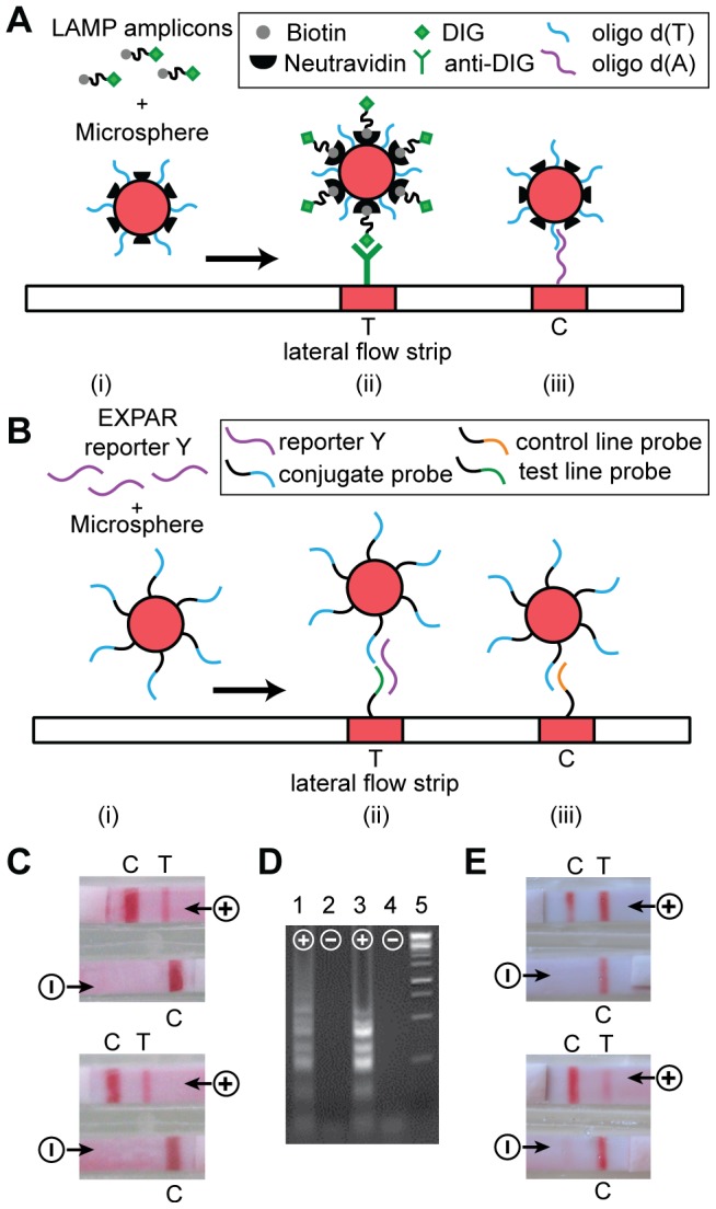 A figure from Simple System for Isothermal DNA Amplification Coupled to Lateral Flow Detection System Coupling DNA Amplification to Lateral Flow