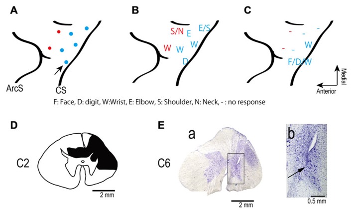 A figure from Restoration of upper limb movement via artificial corticospinal and musculospinal connections in a monkey with spinal cord injury
