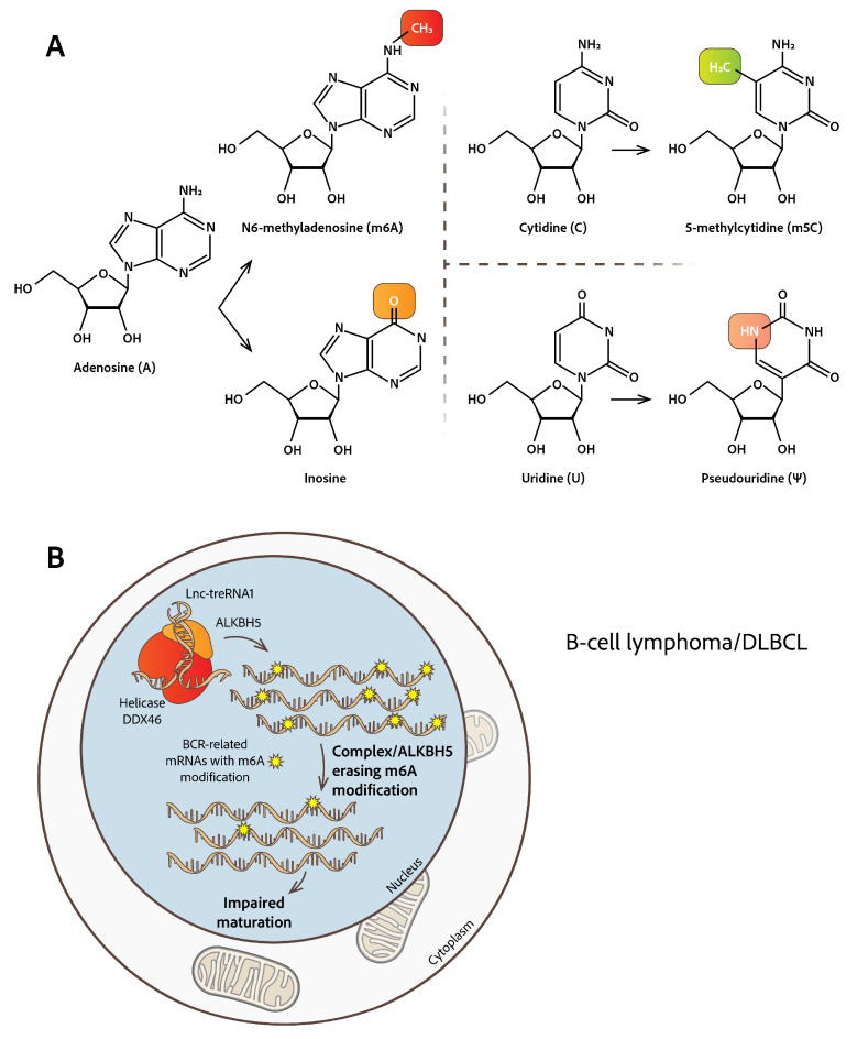 A figure from Intracellular Mis-Localization of Modified RNA Molecules and Non-Coding RNAs: Facts from Hematologic Malignancies