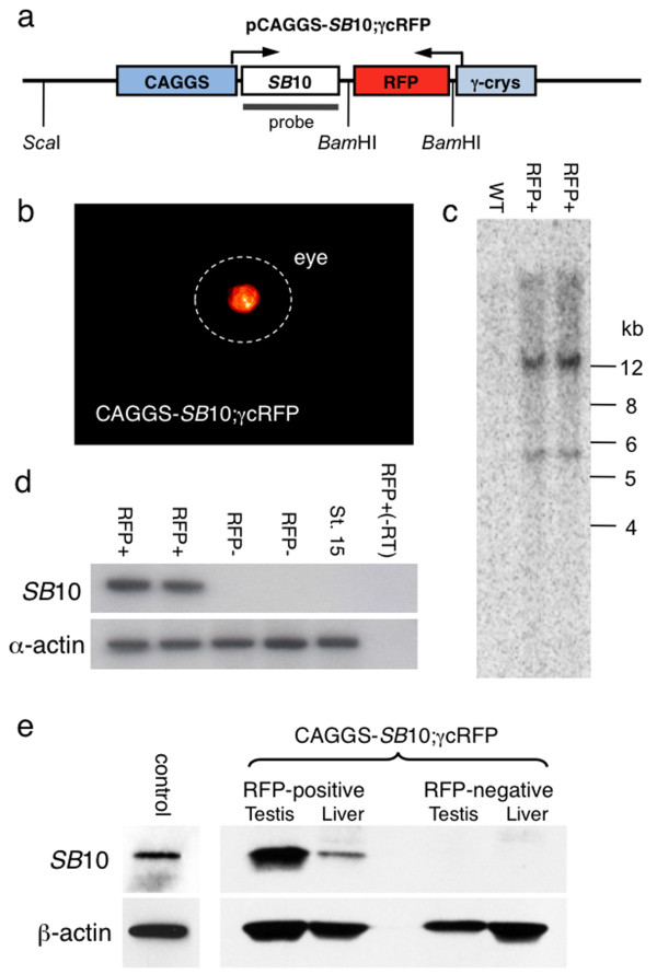 A figure from Remobilization of <i> Sleeping Beauty </i> transposons in the germline of <i> Xenopus tropicalis </i>