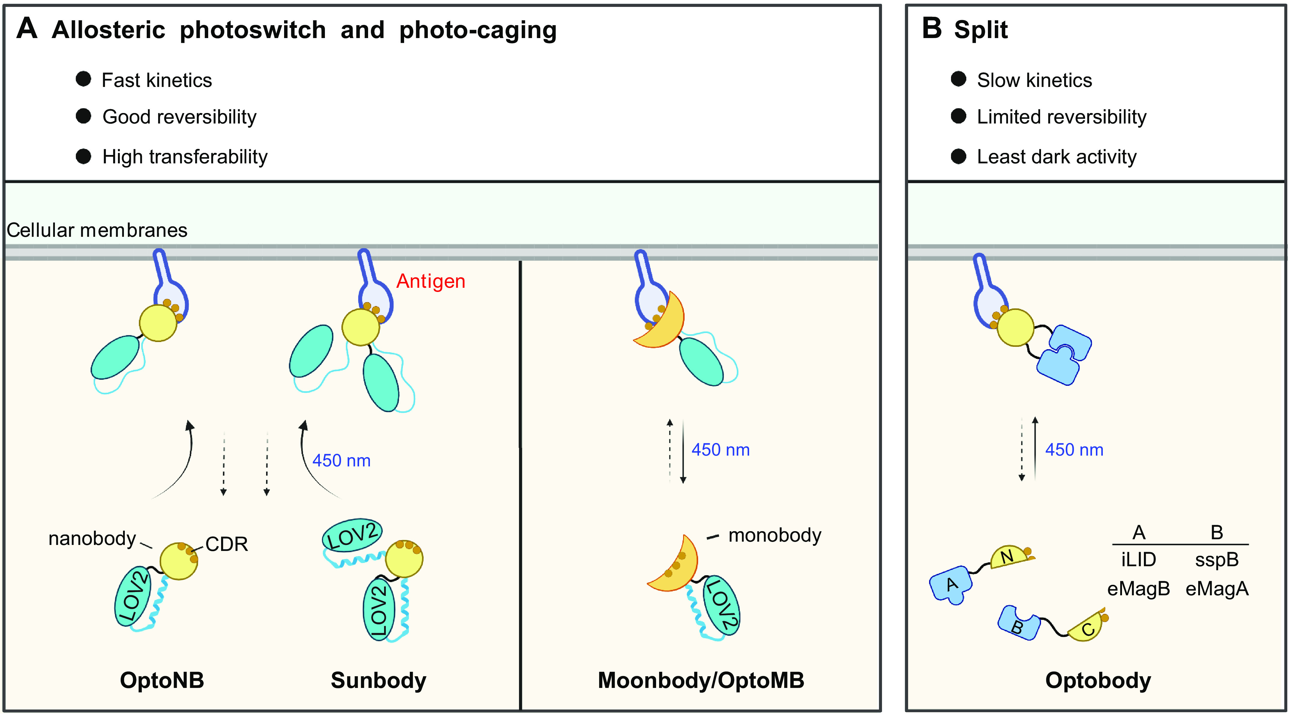 A figure from Optophysiology: Illuminating cell physiology with optogenetics TAN ET AL. OPTOGENETICS FOR PRECISE INTERROGATION OF CELL PHYSIOLOGY