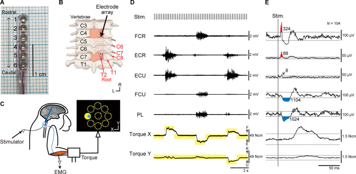 A figure from Tuning of motor outputs produced by spinal stimulation during voluntary control of torque directions in monkeys
