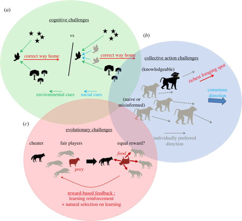 A figure from Mechanisms of collective learning: how can animal groups improve collective performance when repeating a task? Mechanisms of collective learning: how can animal groups improve collective performance when repeating a task?