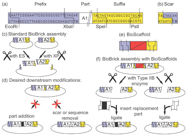 A figure from Introduction of customized inserts for streamlined assembly and optimization of BioBrick synthetic genetic circuits