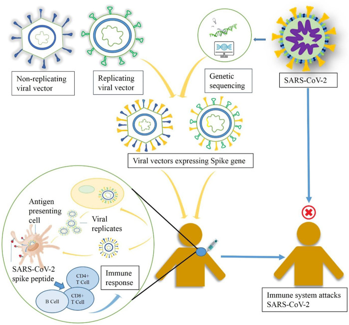 A figure from Developmental Landscape of Potential Vaccine Candidates Based on Viral Vector for Prophylaxis of COVID-19 Bezbaruah et al. Viral Vector–Based COVID-19 Vaccine Developments
