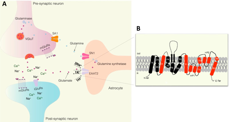 A figure from A Medicinal Chemistry Perspective on Excitatory Amino Acid Transporter 2 Dysfunction in Neurodegenerative Diseases