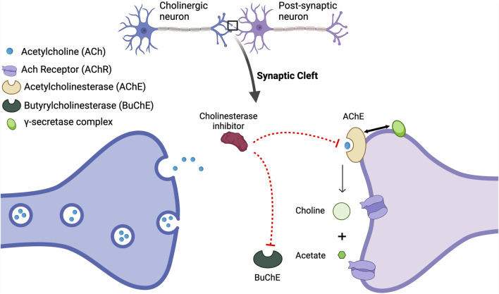 A figure from Alzheimer’s disease and its treatment–yesterday, today, and tomorrow Kim et al. 10.3389/fphar.2024.1399121
