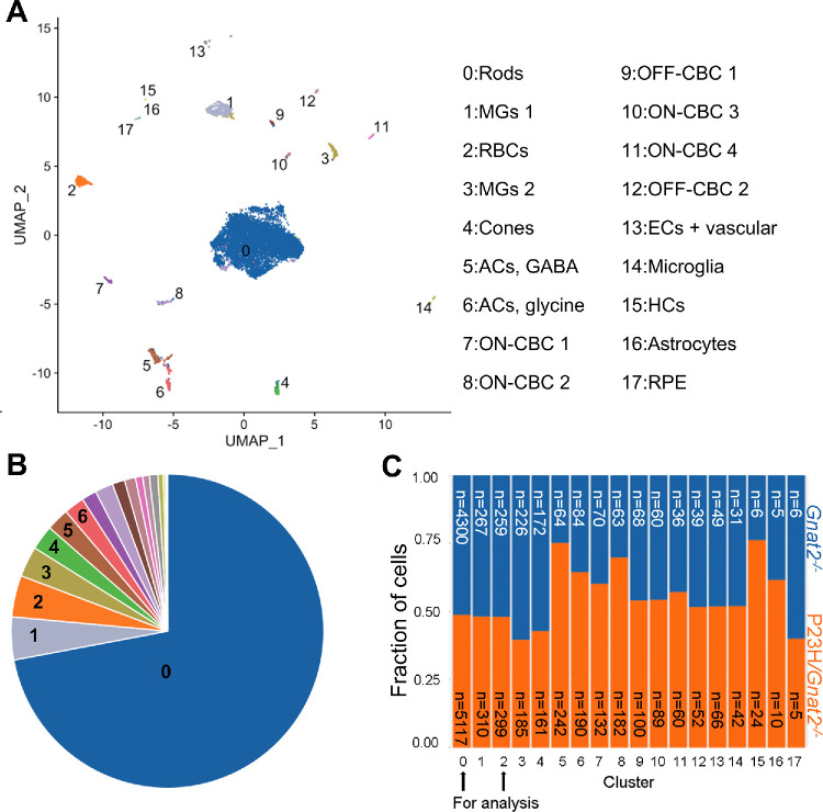 A figure from Presynaptic Changes in Mouse Rod Photoreceptors During Early Retinitis Pigmentosa Presynaptic Changes in Mouse Rods in Early RP