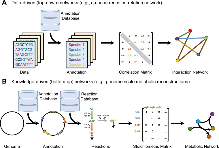 A figure from From Network Analysis to Functional Metabolic Modeling of the Human Gut Microbiota Functional Metabolic Modeling of the Gut Microbiota Bauer and Thiele