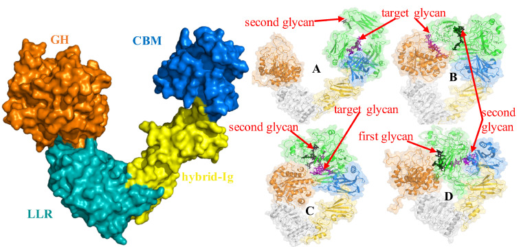 A figure from Insights into substrate recognition and specificity for IgG by Endoglycosidase S2 Molecular modeling and dynamics simulations of Endoglycosidase S2-Fc complexes