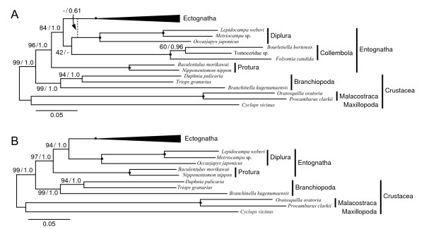 A figure from Molecular phylogenetic analyses support the monophyly of Hexapoda and suggest the paraphyly of Entognatha